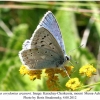 polyommatus arzanovi male1